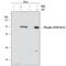 Eukaryotic Translation Initiation Factor 4B antibody, MAB3800, R&D Systems, Western Blot image 