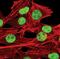 Sirtuin 1 antibody, PA5-17074, Invitrogen Antibodies, Immunofluorescence image 