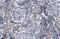 Fibulin 2 antibody, GTX105108, GeneTex, Immunohistochemistry paraffin image 