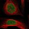 Lysine Acetyltransferase 5 antibody, NBP1-85482, Novus Biologicals, Immunofluorescence image 