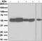 Cholinergic Receptor Muscarinic 2 antibody, ab109226, Abcam, Western Blot image 