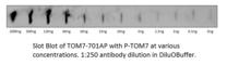 Translocase Of Outer Mitochondrial Membrane 7 antibody, TOM7-701AP, FabGennix, Western Blot image 