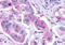 KiSS-1 receptor antibody, MBS247666, MyBioSource, Immunohistochemistry frozen image 