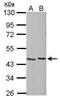 Nuclear Distribution C, Dynein Complex Regulator antibody, GTX117622, GeneTex, Western Blot image 