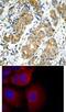 Glycogen Synthase Kinase 3 Alpha antibody, 79-258, ProSci, Immunohistochemistry frozen image 