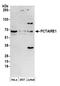 Cyclin Dependent Kinase 16 antibody, A304-371A, Bethyl Labs, Western Blot image 
