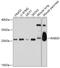 RAB16 antibody, A07233, Boster Biological Technology, Western Blot image 