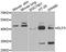 E74 Like ETS Transcription Factor 3 antibody, LS-C334669, Lifespan Biosciences, Western Blot image 