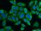 FKBP Prolyl Isomerase 4 antibody, 22623-1-AP, Proteintech Group, Immunofluorescence image 