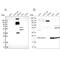 RNA Exonuclease 1 Homolog antibody, NBP1-84863, Novus Biologicals, Western Blot image 