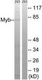 MYB Proto-Oncogene, Transcription Factor antibody, TA326190, Origene, Western Blot image 