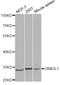 Receptor For Activated C Kinase 1 antibody, A0151, ABclonal Technology, Western Blot image 