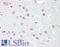 Melanocortin 5 Receptor antibody, LS-B6471, Lifespan Biosciences, Immunohistochemistry frozen image 