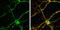 RAB26, Member RAS Oncogene Family antibody, GTX118872, GeneTex, Immunofluorescence image 