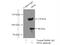 Interacts With SUPT6H, CTD Assembly Factor 1 antibody, 16943-1-AP, Proteintech Group, Immunoprecipitation image 