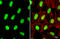 Upstream Transcription Factor 2, C-Fos Interacting antibody, GTX129239, GeneTex, Immunocytochemistry image 