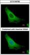 ADP Ribosylation Factor 3 antibody, GTX104782, GeneTex, Immunocytochemistry image 