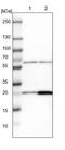 Mitochondrial Ribosomal Protein S7 antibody, PA5-54594, Invitrogen Antibodies, Western Blot image 