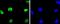 Histone Deacetylase 2 antibody, NBP2-67451, Novus Biologicals, Immunofluorescence image 