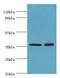 Duffy antigen/chemokine receptor antibody, LS-C371470, Lifespan Biosciences, Western Blot image 