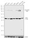 Actin Like 6A antibody, 702414, Invitrogen Antibodies, Western Blot image 