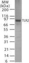 Toll Like Receptor 2 antibody, NB100-56586, Novus Biologicals, Western Blot image 