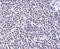 ADP Ribosylation Factor Like GTPase 15 antibody, A13987, Boster Biological Technology, Immunohistochemistry frozen image 