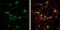 Syntaxin 6 antibody, GTX115375, GeneTex, Immunofluorescence image 