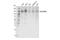 Sperm Associated Antigen 5 antibody, 60940S, Cell Signaling Technology, Western Blot image 