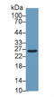 Glutathione S-transferase Mu 2 antibody, LS-C294265, Lifespan Biosciences, Western Blot image 