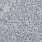 Myelin Basic Protein antibody, AMAb91064, Atlas Antibodies, Immunohistochemistry frozen image 