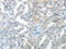 Tumor Protein P63 antibody, CSB-PA158988, Cusabio, Immunohistochemistry frozen image 
