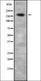 CD2L7 antibody, orb336214, Biorbyt, Western Blot image 