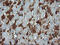 Parvin Alpha antibody, LS-C174634, Lifespan Biosciences, Immunohistochemistry frozen image 
