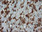 Matrix-remodeling-associated protein 2 antibody, LS-C174634, Lifespan Biosciences, Immunohistochemistry frozen image 