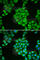 Epididymal Peptidase Inhibitor antibody, A2149, ABclonal Technology, Immunofluorescence image 