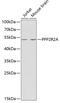 Protein Phosphatase 2 Regulatory Subunit Balpha antibody, 18-559, ProSci, Western Blot image 