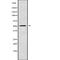 TAM41 Mitochondrial Translocator Assembly And Maintenance Homolog antibody, abx218870, Abbexa, Western Blot image 