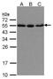 Karyopherin Subunit Alpha 2 antibody, PA5-21748, Invitrogen Antibodies, Western Blot image 