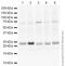 RAB9A, Member RAS Oncogene Family antibody, ab2810, Abcam, Western Blot image 