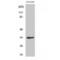 Cyclin Dependent Kinase 1 antibody, LS-C382669, Lifespan Biosciences, Western Blot image 
