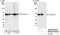 Coronin 1B antibody, NB100-61040, Novus Biologicals, Western Blot image 