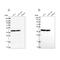Mitochondrial Ribosomal Protein S9 antibody, NBP2-30429, Novus Biologicals, Western Blot image 
