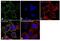 Hydroxyacyl-CoA Dehydrogenase Trifunctional Multienzyme Complex Subunit Alpha antibody, PA5-29813, Invitrogen Antibodies, Immunofluorescence image 
