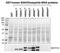 Siah E3 Ubiquitin Protein Ligase 1 antibody, NB110-93596, Novus Biologicals, Western Blot image 