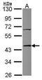 TIA1 Cytotoxic Granule Associated RNA Binding Protein Like 1 antibody, GTX114838, GeneTex, Western Blot image 