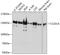 Coiled-Coil And C2 Domain Containing 1A antibody, A04775, Boster Biological Technology, Western Blot image 