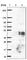 Aspartate Beta-Hydroxylase Domain Containing 1 antibody, HPA045175, Atlas Antibodies, Western Blot image 