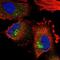 Pleckstrin Homology Domain Containing A3 antibody, NBP2-32018, Novus Biologicals, Immunofluorescence image 