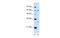 Tetraspanin 32 antibody, MBS5301246, MyBioSource, Western Blot image 